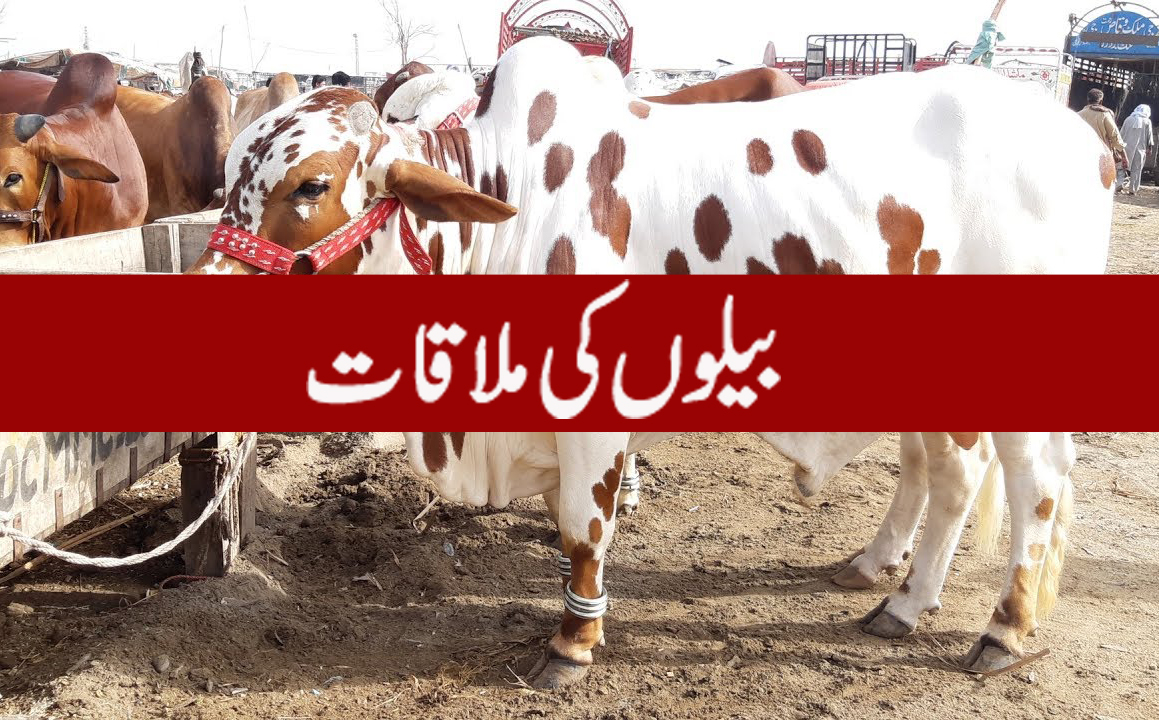 بیلوں کی ملاقات